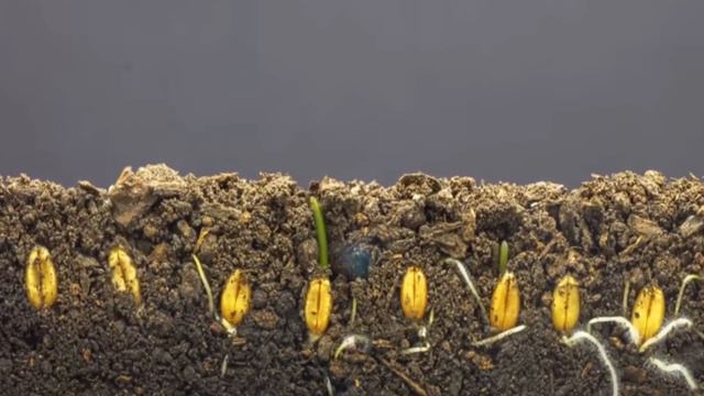 ¿Qué significa Petricor? смотреть онлайн