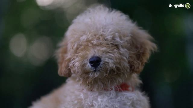 ТОП 5 САМЫХ веселых пород собак смотреть онлайн