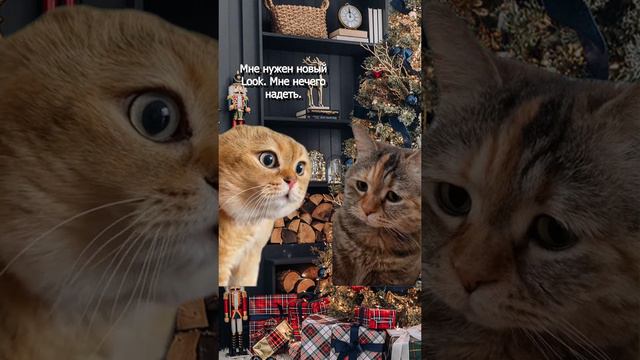 Дорогой, дай мне денег на новый Look. Очередной смешной мем с котами #коты #мемы #мемыскотами смотреть онлайн