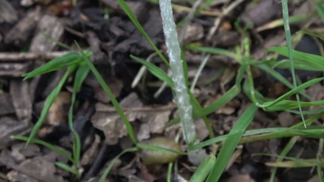 Hare's Foot Inkcap, Coprinopsis lagopus var. lagopus смотреть онлайн
