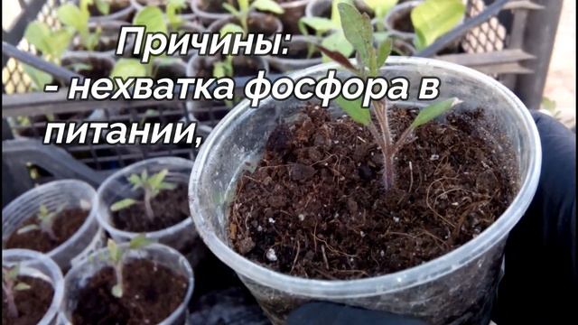 ?????ПОЧЕМУ ЛИСТЬЯ У РАССАДЫ ТОМАТОВ СТАЛИ ФИОЛЕТОВЫМИ. ЧТО ДЕЛАТЬ