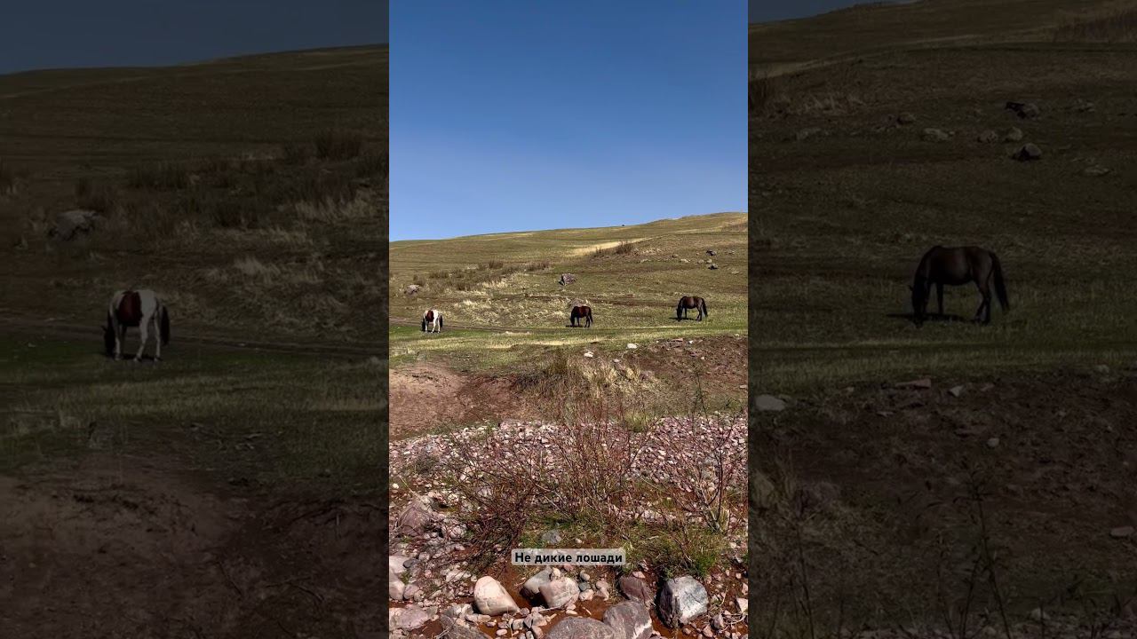 На подходе к Ущелью Бирбулак увидел красивых лошадок смотреть онлайн