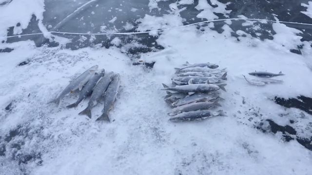 #Клёваярыбалка #первыйлёднабайкале #Байкал #омуль #рыбалканабайкале смотреть онлайн