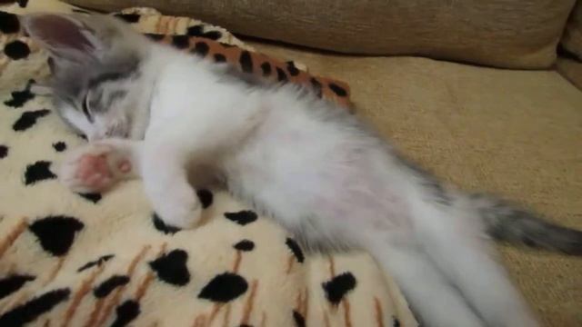 Сладкий сон котенка смотреть онлайн