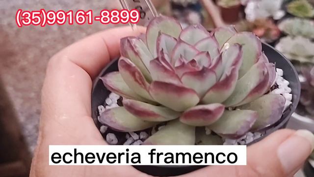 top 13 Suculentas echeverias mais mais lindas do mês de agosto 2022#plantas #dicasdecultivo смотреть онлайн