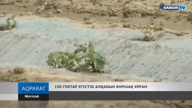 14.05.2020. Жетісай ауданы. 150 ГЕКТАР ЕГІСТІК АЛҚАБЫН БҰРШАҚ ҰРҒАН смотреть онлайн