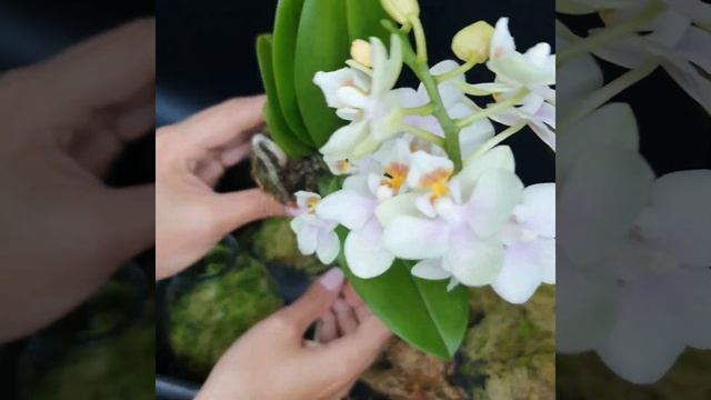 Эксперимент | Реанимация орхидеи | Живой мох | Regina Orchids Shop