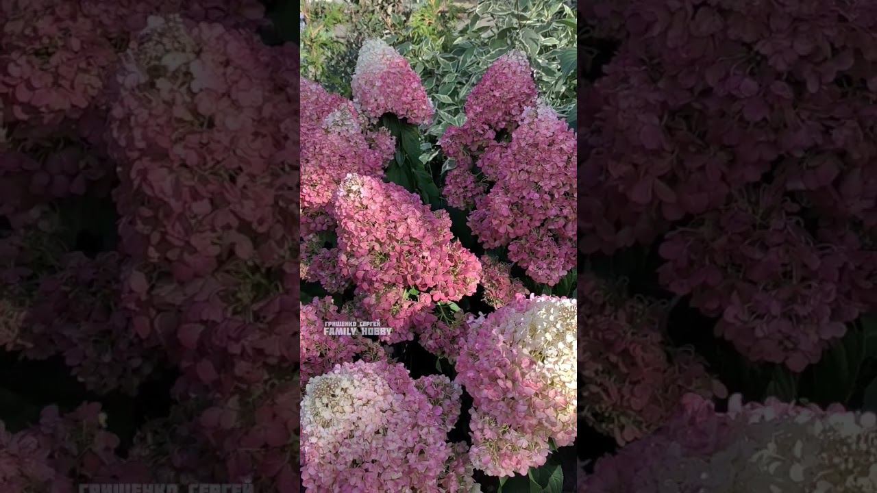#сад #гортензии# Пинки Праймс21сентября смотреть онлайн