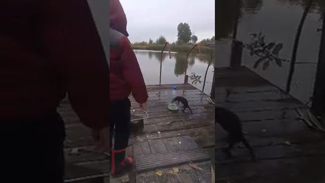 Новая гостья выдра пришла полакомиться рыбкой, которую ловит мой дед. смотреть онлайн