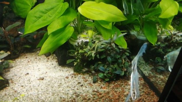 #аквариум#подменаводы#aquarium Скалярии заболели?Меняю воду и отвечаю на вопросы. смотреть онлайн