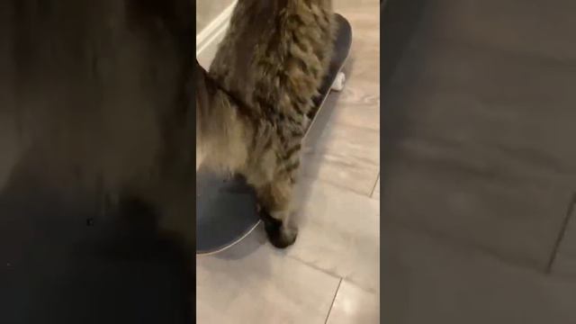 maine coon on skate смотреть онлайн