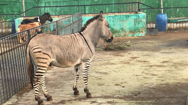Красавец Телеграф! Тайган Handsome Telegraph! Taigan