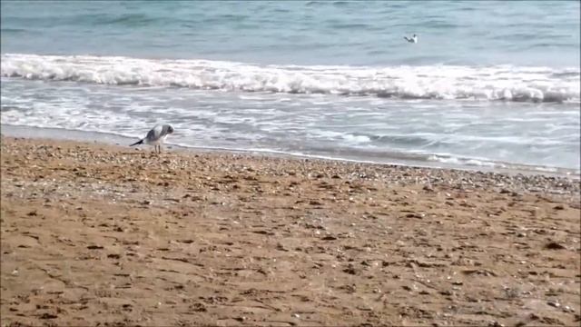 ☀️ЗВУКИ МОРЯ | МОРСКОЙ ПРИБОЙ | Вlacksea | #Yuzhny ЮЖНЫЙ 2021 | YUZHNY(Одесская область) смотреть онлайн