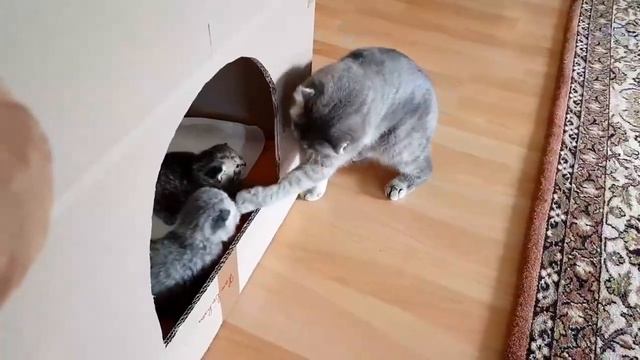 Мама Кошка воспитывает котят и не выпускает на Свободу ! ?Шотландские , Британские Котята !?? смотреть онлайн