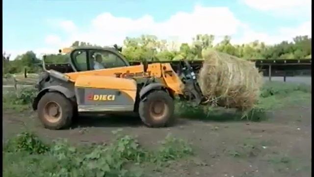 В Самарской области появились представительницы редкой французской породы коров смотреть онлайн