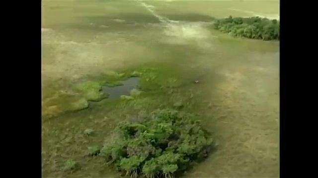 Species Spotlight: American Alligator (Alligator Mississippiensis)