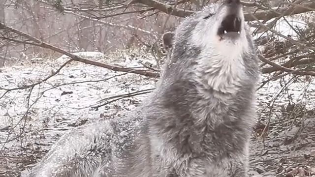 ВОЙ ВОЛКА смотреть онлайн