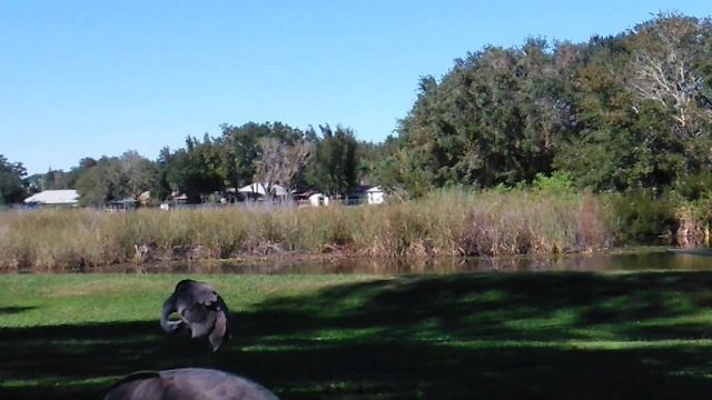 В холода птицы нуждаются в усиленном питании. смотреть онлайн