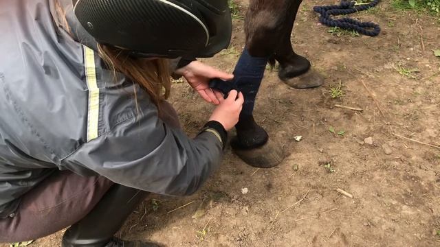 Как собрать лошадь на тренировку. Седло, уздечка, бинты/ногавки. смотреть онлайн