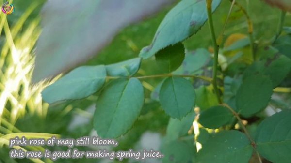 Plants Still Beautiful In Garden | September Garden Tour 𝓿𝓵𝓸𝓰 🌻