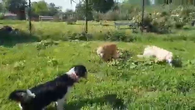 Ria, the happy dog, heads to her new life. смотреть онлайн