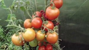 ТОМАТ РЕНЕТ ДРУЖНО ОТДАЕТ УРОЖАЙ. Видео Ольги Черновой 25 июля.