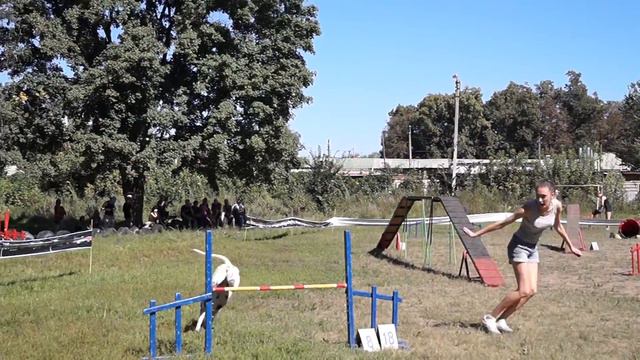 Ксеня и далматин Варя / Аджилити смотреть онлайн