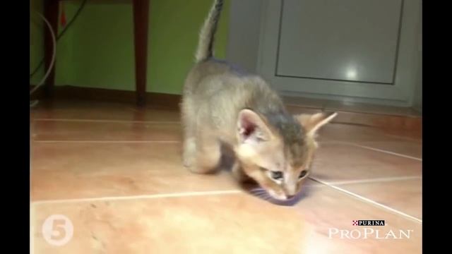 Порода кошек Чаузи