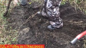 Как правильно посадить грушу чтоб она прижилась.Сажаем самую вкусную грушу, сорт Памяти Яковлева.