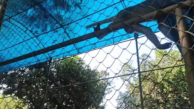 Вьетнам. Макак-резус смотреть онлайн