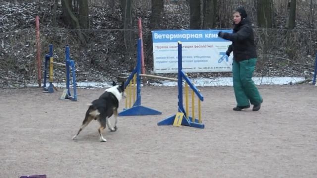 Соревнования СПб по аджилити 12.01.14 г., Пионерская, v06 смотреть онлайн