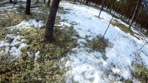 Охота на медведя с собаками 19г.(Big bear hunting)