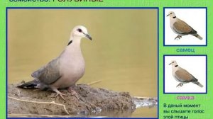 Горлица. Голубь. Голоса птиц