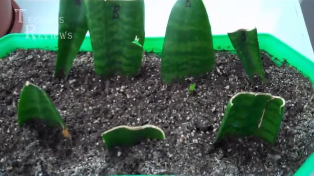 Как правильно и успешно размножить сансевиерию тещин язык щучий хвост