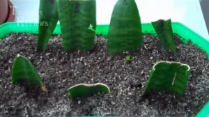 Как правильно и успешно размножить сансевиерию тещин язык щучий хвост