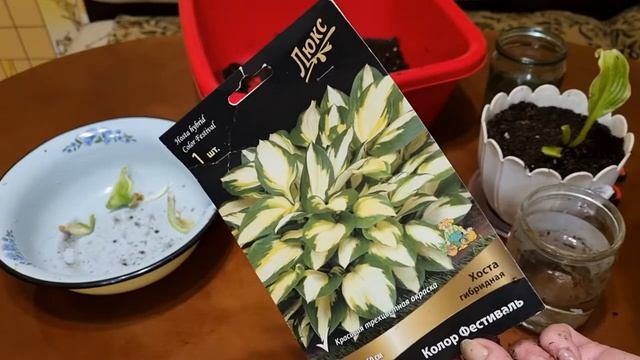 Хвастаюсь хосты из Леруа Мерлен, огурцы и перец на подоконнике смотреть онлайн