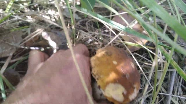 Июльская грибалка, белые на сковородке. смотреть онлайн