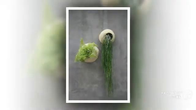 Rhipsalis - garden plants смотреть онлайн
