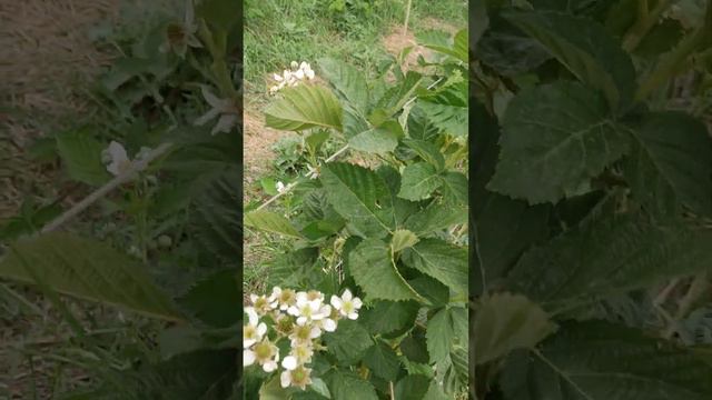Ежевика Черная Магия, годовалый куст. Плодоношение на побегах текущего года. Волгоградская область. смотреть онлайн