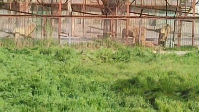 ?Ранен последний из мариупольских львов - Лев Самсон. Тайган. смотреть онлайн