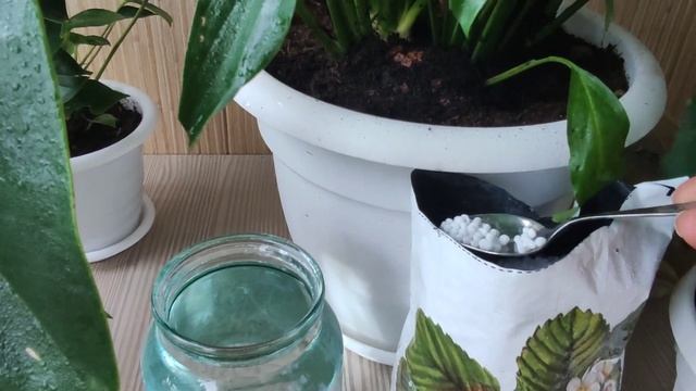 Женское счастье (спатифиллум), первая подкормка после отдыха смотреть онлайн