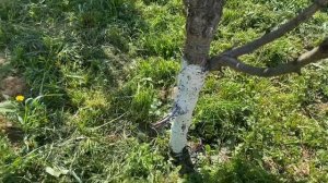 Подготовка земли под газон.