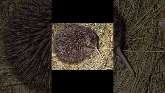 Птица киви очень любопытная смотреть онлайн