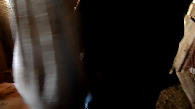 Обзор наших поросят породы дюрок