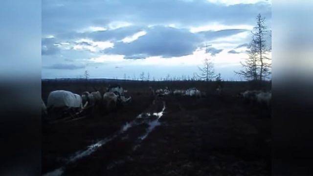 ХАНТЫ / КАСЛАНИЕ НА НОВОЕ МЕСТО СТОЙБИЩА смотреть онлайн