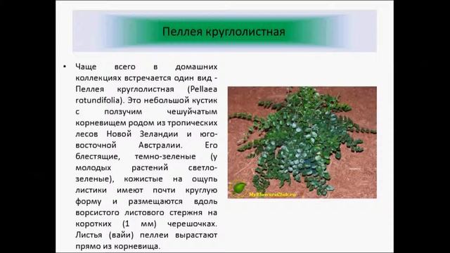 Кнопочный папоротник пеллея. смотреть онлайн