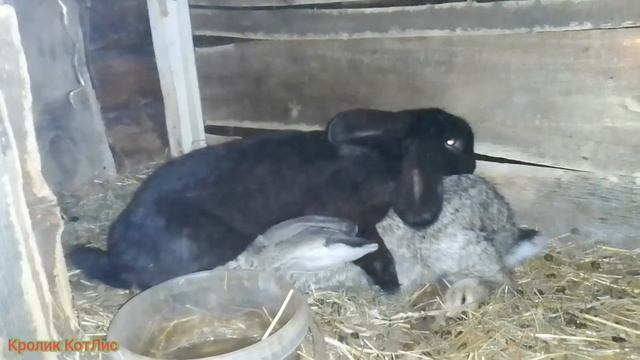 КАК и КОГДА случать крольчиху после окрола.САМЫЙ лучший способ. смотреть онлайн