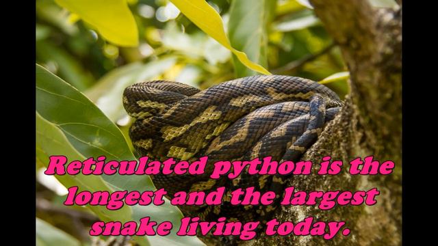 Interesting facts about animals. Unknown Facts for Kids. Animal Record-Holders смотреть онлайн