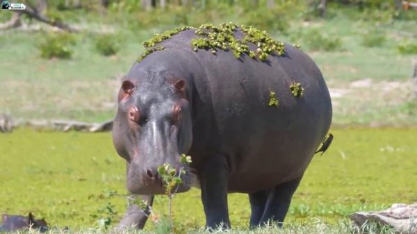 Animal & Wildlife 4K - Scenic Wildlife Film With Calming Music - 4K Video Ultra HD