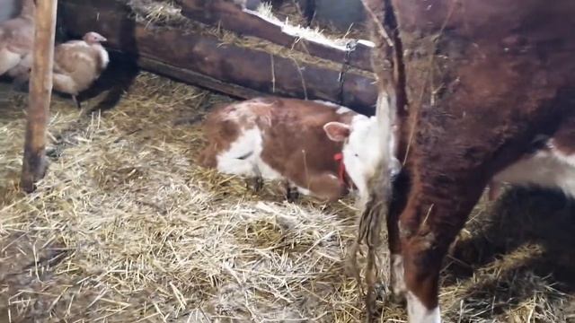 Праздничный телёнок. Телилась корова на 8 марта. смотреть онлайн